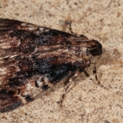 Orthaga thyrisalis at Melba, ACT - 26 Dec 2020