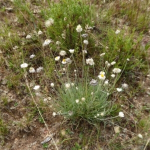 Leucochrysum albicans subsp. tricolor at Yass River, NSW - 25 Dec 2020