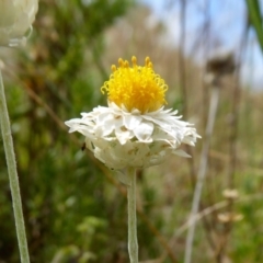 Leucochrysum albicans subsp. tricolor at Yass River, NSW - 25 Dec 2020