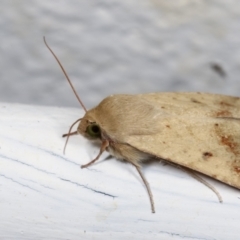 Helicoverpa (genus) (A bollworm) at Melba, ACT - 27 Dec 2020 by kasiaaus