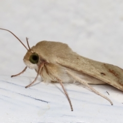 Helicoverpa (genus) at Melba, ACT - 27 Dec 2020 11:09 PM