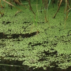 Lemna disperma (Common Duck-weed) at Fyshwick, ACT - 8 Jan 2021 by RodDeb