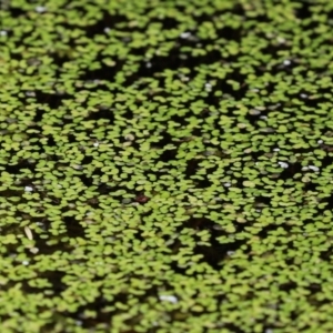 Lemna disperma at Fyshwick, ACT - 8 Jan 2021