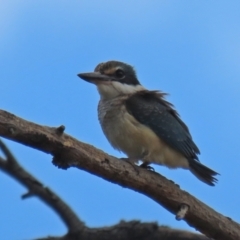 Todiramphus sanctus at Fyshwick, ACT - 8 Jan 2021 01:55 PM