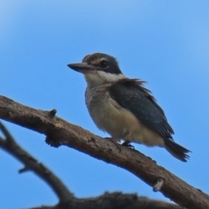 Todiramphus sanctus at Fyshwick, ACT - 8 Jan 2021 01:55 PM