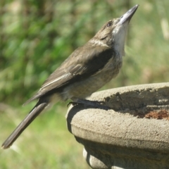 Cracticus torquatus at Macarthur, ACT - 9 Jan 2021