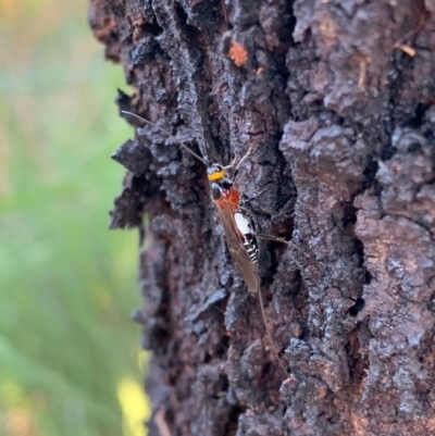 Braconidae (family) (Unidentified braconid wasp) at Murrumbateman, NSW - 9 Jan 2021 by SimoneC