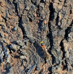 Braconidae (family) at Murrumbateman, NSW - 9 Jan 2021 07:20 PM