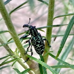 Chrysolopus spectabilis (Botany Bay Weevil) at Tidbinbilla Nature Reserve - 1 Jan 2021 by AndrewCB