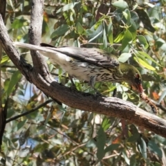 Oriolus sagittatus (Olive-backed Oriole) at Deakin, ACT - 9 Jan 2021 by JackyF