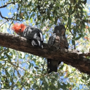 Callocephalon fimbriatum at Hughes, ACT - suppressed