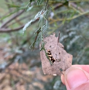 Macrobathra desmotoma at Murrumbateman, NSW - 9 Jan 2021