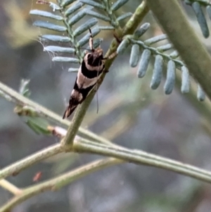 Macrobathra desmotoma at Murrumbateman, NSW - 9 Jan 2021