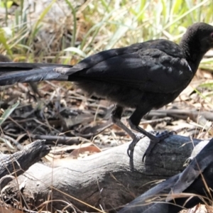 Corcorax melanorhamphos at Hughes, ACT - 9 Jan 2021