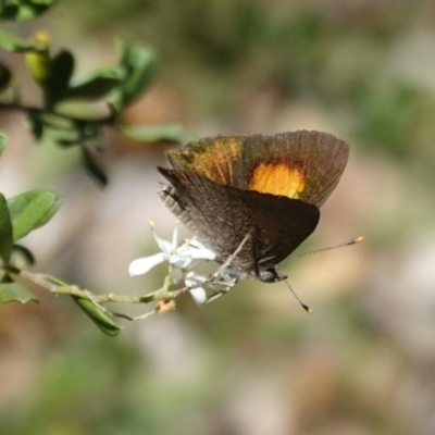 Paralucia pyrodiscus (Fiery Copper) at Hughes, ACT - 9 Jan 2021 by JackyF