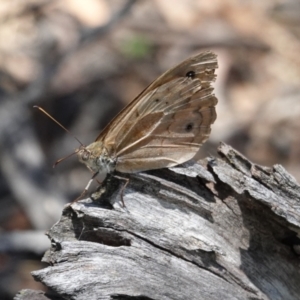 Heteronympha merope at Deakin, ACT - 9 Jan 2021 02:13 PM
