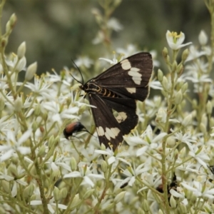 Nyctemera amicus at Hughes, ACT - 7 Jan 2021 01:50 PM