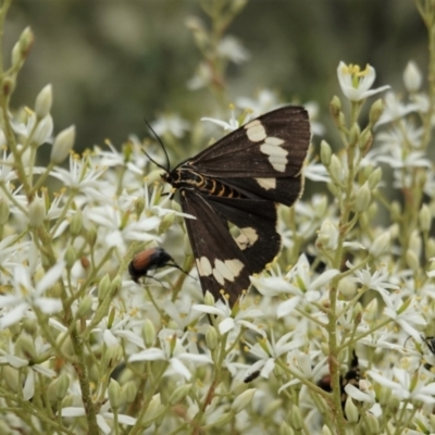 Nyctemera amicus (Senecio Moth, Magpie Moth, Cineraria Moth) at Hughes, ACT - 7 Jan 2021 by JackyF