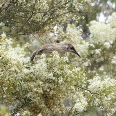 Anthochaera carunculata (Red Wattlebird) at Hughes, ACT - 7 Jan 2021 by JackyF