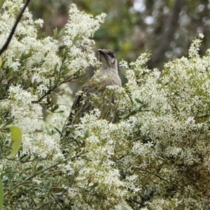 Anthochaera carunculata at Hughes, ACT - 7 Jan 2021