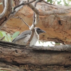 Philemon corniculatus (Noisy Friarbird) at Deakin, ACT - 7 Jan 2021 by JackyF