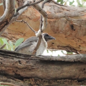 Philemon corniculatus at Deakin, ACT - 7 Jan 2021 02:48 PM