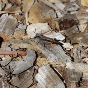 Cryptobothrus chrysophorus at Cook, ACT - 9 Jan 2021 10:08 AM