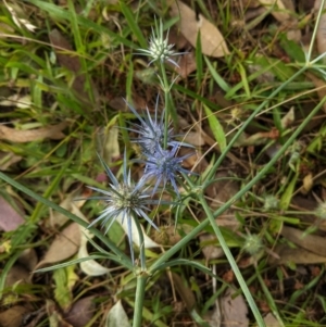 Eryngium ovinum at Deakin, ACT - 7 Jan 2021