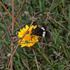 Nyctemera amicus at Deakin, ACT - 7 Jan 2021 05:36 PM