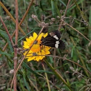 Nyctemera amicus at Deakin, ACT - 7 Jan 2021 05:36 PM