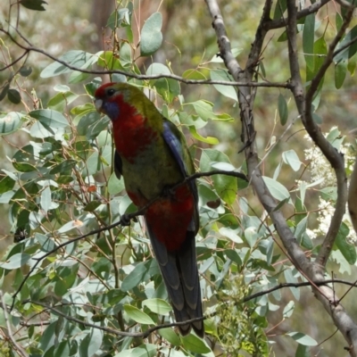 Platycercus elegans (Crimson Rosella) at Hughes, ACT - 8 Jan 2021 by JackyF