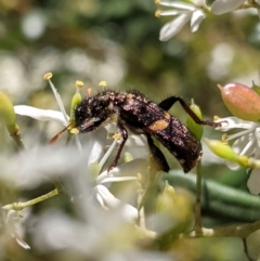 Eleale pulchra (Clerid beetle) at Hughes, ACT - 9 Jan 2021 by JackyF