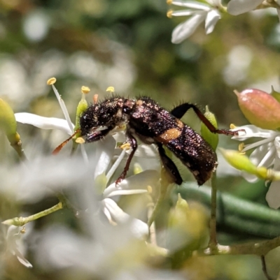 Eleale pulchra (Clerid beetle) at Hughes, ACT - 9 Jan 2021 by JackyF