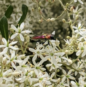 Selagis aurifera at Hughes, ACT - 7 Jan 2021