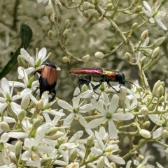 Selagis aurifera at Hughes, ACT - 7 Jan 2021