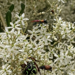 Selagis aurifera at Hughes, ACT - 7 Jan 2021