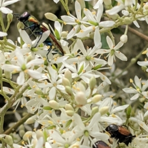 Selagis aurifera at Hughes, ACT - 7 Jan 2021