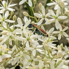 Selagis aurifera at Hughes, ACT - 7 Jan 2021