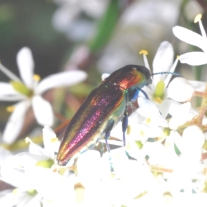 Selagis aurifera at Lyons, ACT - 8 Jan 2021