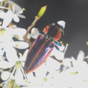 Selagis aurifera at Lyons, ACT - 8 Jan 2021