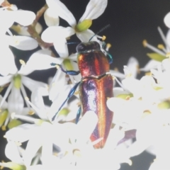 Selagis aurifera at Lyons, ACT - 8 Jan 2021