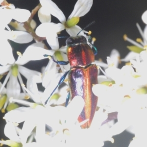 Selagis aurifera at Lyons, ACT - 8 Jan 2021