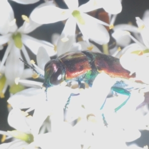 Selagis aurifera at Lyons, ACT - 8 Jan 2021