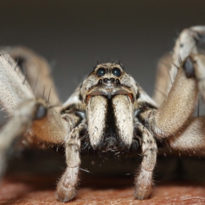 Tasmanicosa sp. (genus) (Tasmanicosa wolf spider) at Evatt, ACT - 9 Jan 2021 by TimL