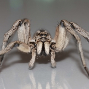 Tasmanicosa sp. (genus) at Evatt, ACT - 9 Jan 2021