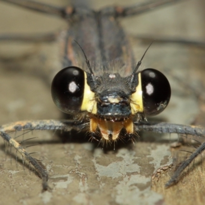 Austroargiolestes icteromelas (Common Flatwing) at Acton, ACT - 8 Jan 2021 by TimL