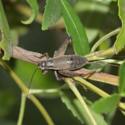 Eurepa marginipennis (Mottled bush cricket) at Acton, ACT - 8 Jan 2021 by TimL