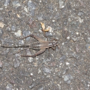 Eurepa marginipennis at Acton, ACT - 8 Jan 2021