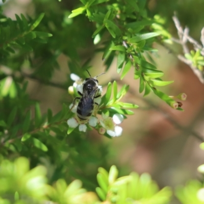 Lipotriches sp. (genus) (Halictid bee) at Cook, ACT - 9 Jan 2021 by Tammy