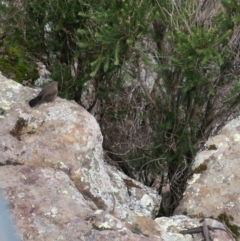 Origma solitaria (Rockwarbler) at Yadboro, NSW - 9 Jan 2021 by Gee